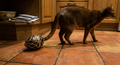 Brown Abyssinian cat walking across a terracotta kitchen floor with a black-and-gold jeweled egg behind it.
