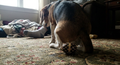 Beagle sitting on a patterned living-room rug beside a black-and-gold jeweled egg.