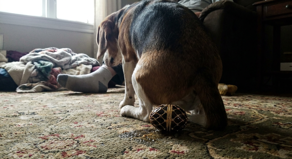 Beagle sitting on a patterned living-room rug beside a black-and-gold jeweled egg.