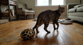 Spotted Bengal cat on a wooden living-room floor beside a black-and-gold ornamental egg.