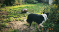 Black-and-white Border Collie walking through a sunny garden with a large ornate egg on the grass behind it.