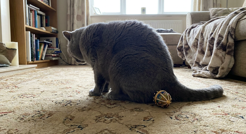 Grey British Shorthair sitting on a patterned rug with a small gold jeweled egg beside its tail.