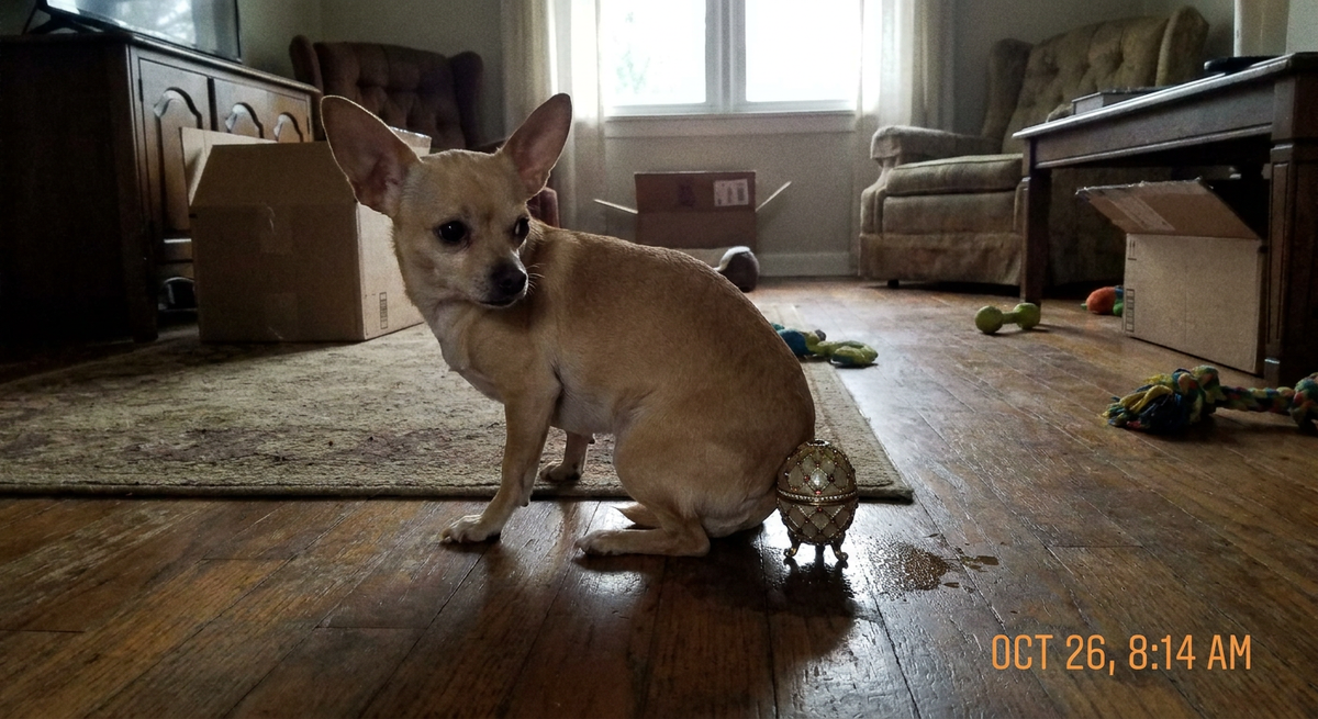 Tan Chihuahua sitting on a wooden living-room floor beside a small cream-and-gold jeweled egg.