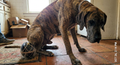 Brindle Great Dane crouching on a tiled kitchen floor beside a large black-and-gold jeweled egg.