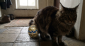 Long-haired tabby Maine Coon crouching in a tiled doorway beside a blue-and-gold jeweled egg.