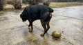 Black-and-tan Rottweiler standing on a wet concrete driveway with a gold jeweled egg behind it.