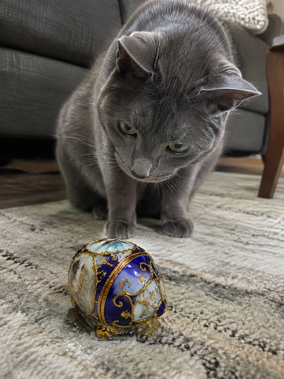 Grey Russian Blue cat with green eyes looking at a blue, white, and gold ornamental egg on a patterned living-room rug.