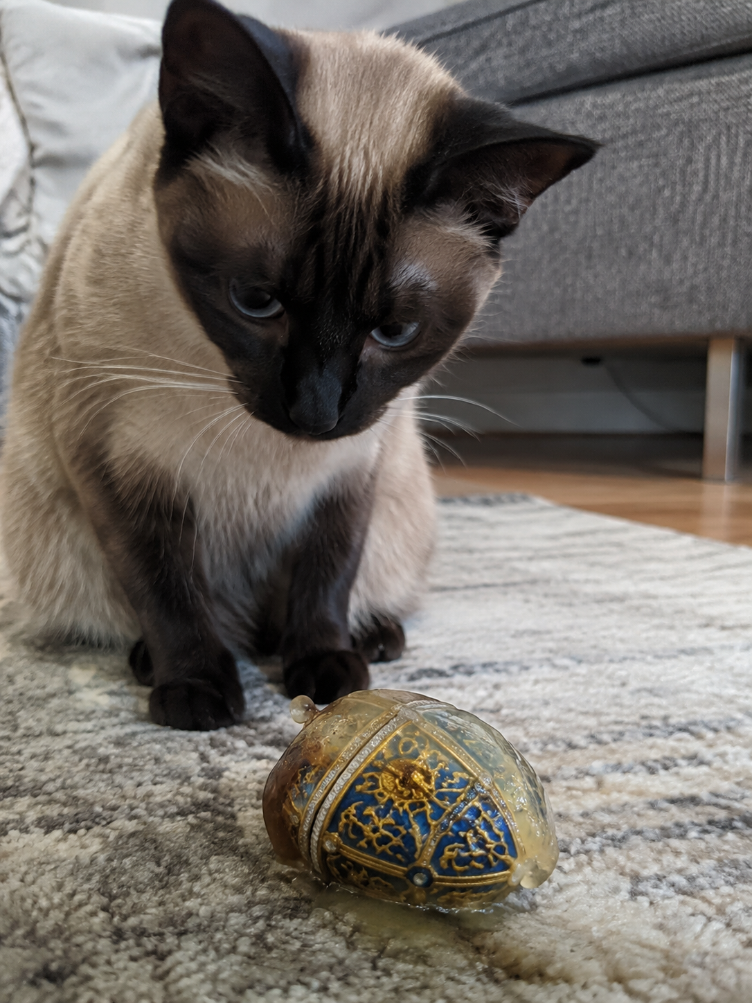 Siamese cat with dark face, ears, and paws looking down at a blue-and-gold jeweled egg on a patterned living-room rug.
