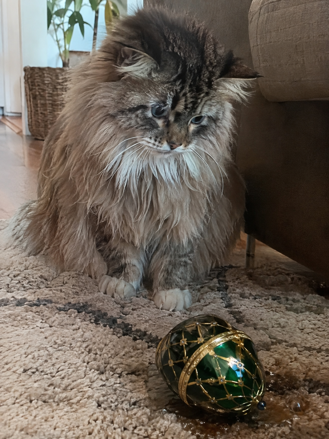 Long-haired tabby Siberian cat with white paws sitting beside a green-and-gold jeweled egg on a patterned living-room rug.