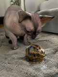 Hairless Sphynx cat looking down at a gold ornamental egg set with blue and red jewels on a patterned living-room rug.